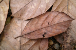 old leafs